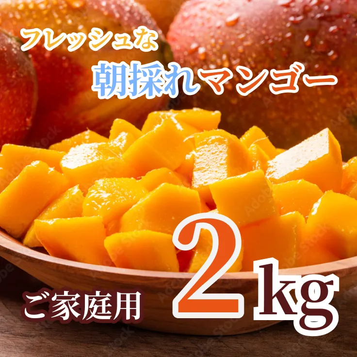 フレッシュな朝採れマンゴーご家庭用用2kg